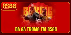 Đá gà Thomo tại RS88 – Trải nghiệm cược kịch tính, cơ hội thắng lớn