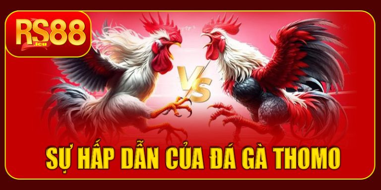 Tại sao đá gà Thomo tại RS88 được yêu thích